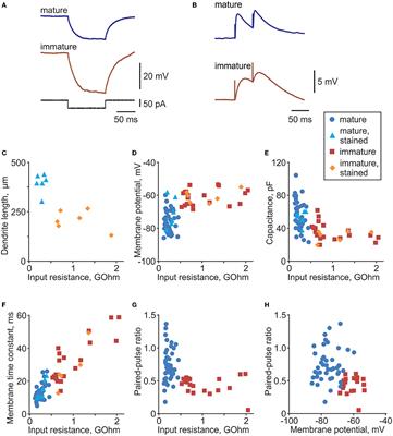 Enhanced Non-Associative Long-Term Potentiation in Immature Granule Cells in the Dentate Gyrus of Adult Rats